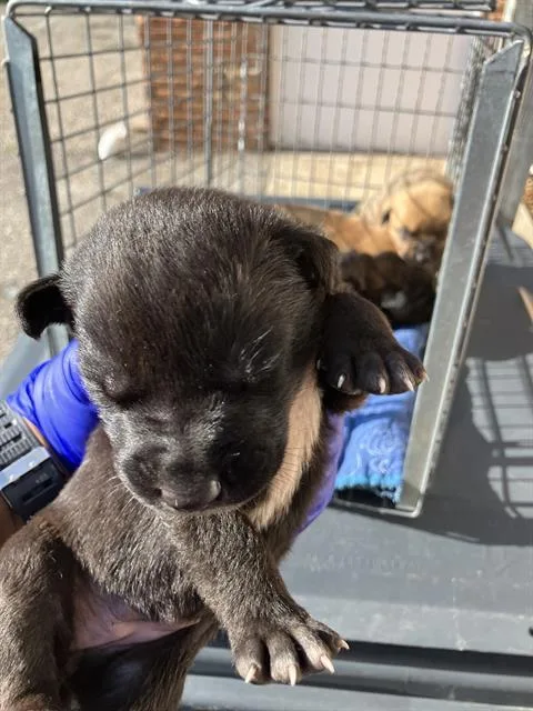 A baby medium-sized female Mixed Breed dog named Tish for adoption in Dallas, TX