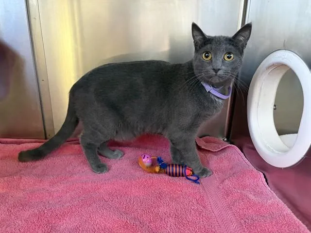 A young small-sized female Domestic Short Hair cat named Ophelia for adoption in Santa Maria, CA