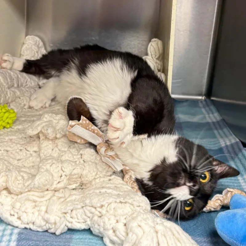 A young medium-sized female Black Domestic Short Hair cat named Charlie for adoption in Vineland, NJ