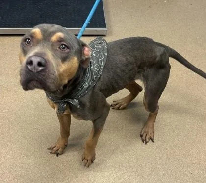 An adult large-sized female Mixed Breed dog named Cactus for adoption in Chamblee, GA