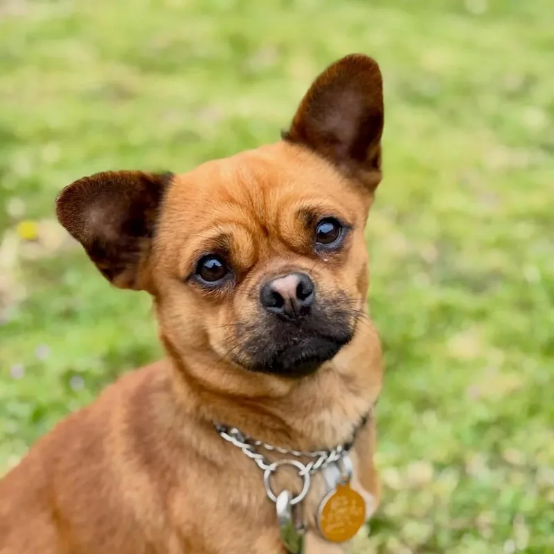 An adult small-sized male Chihuahua dog named Mel for adoption in San Francisco, CA