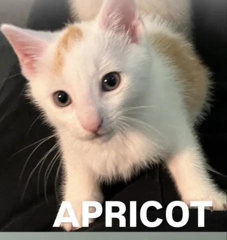 A baby medium-sized male Buff / Tan / Fawn Domestic Short Hair cat named Apricot for adoption in Ozone Park, NY