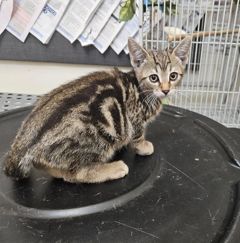 A baby small-sized male Domestic Short Hair cat named Meatloaf for adoption in Los Angeles, CA