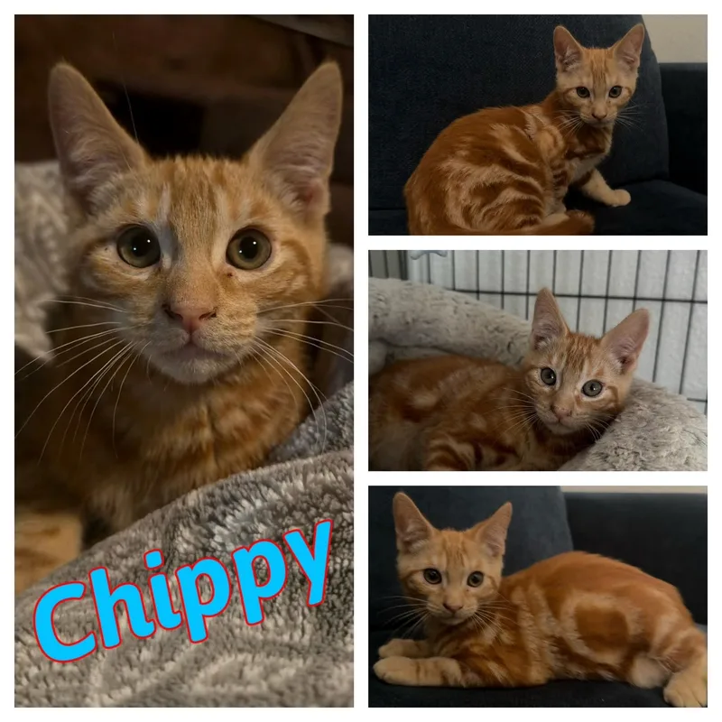 Chippy thumbnail 4