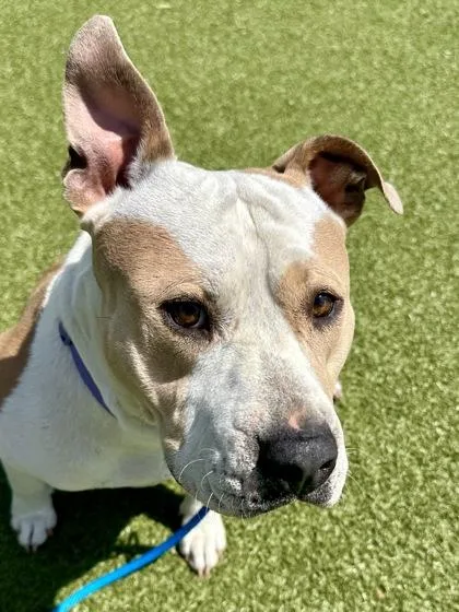 An adult large-sized female Yellow / Tan / Blond / Fawn Mixed Breed dog named Ham for adoption in Wichita, KS