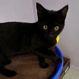 Gabriel  Playful Guy thumbnail 2