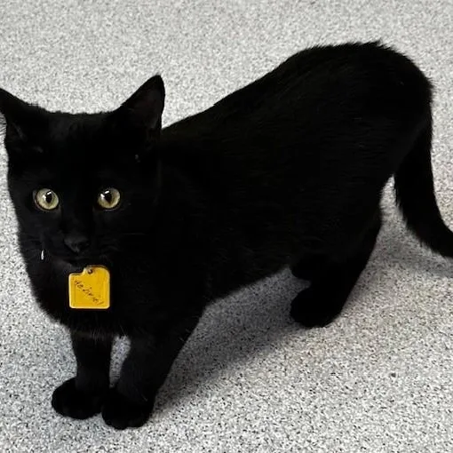 Gabriel  Playful Guy thumbnail 4