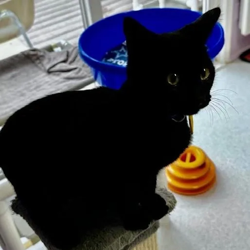 Gabriel  Playful Guy thumbnail 5