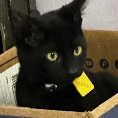 Gabriel  Playful Guy