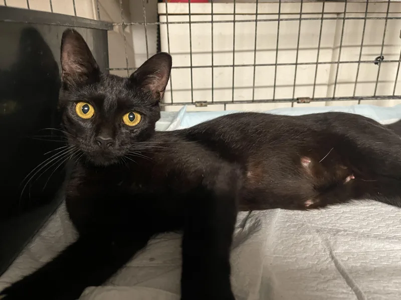 An adult medium-sized female Black Domestic Short Hair cat named Serena Joy for adoption in Intercession city , FL