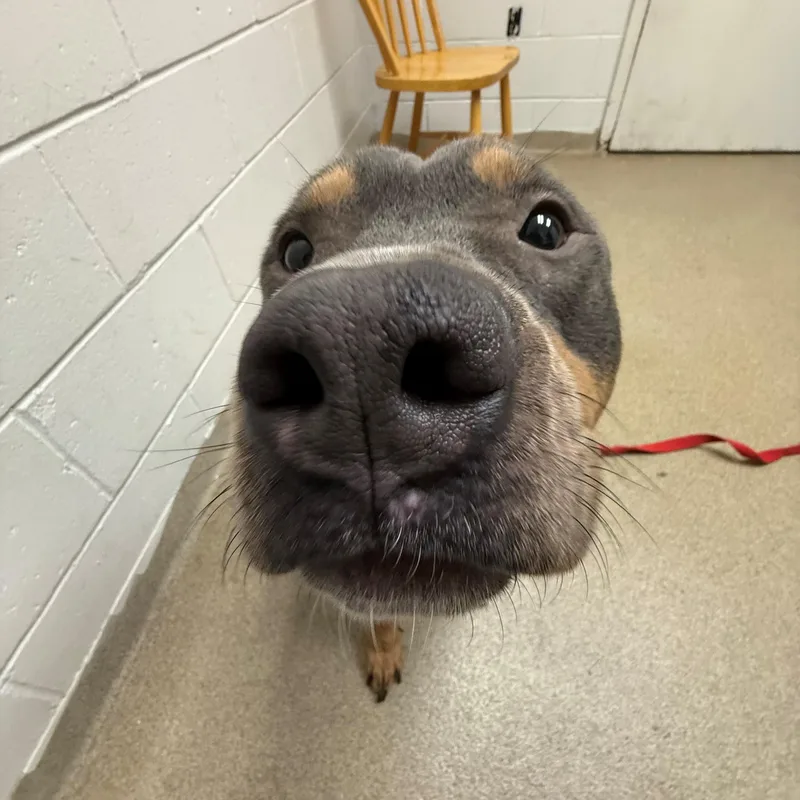 Mallomar thumbnail 2