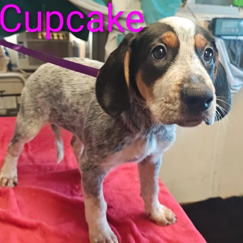 Cupcake thumbnail 4