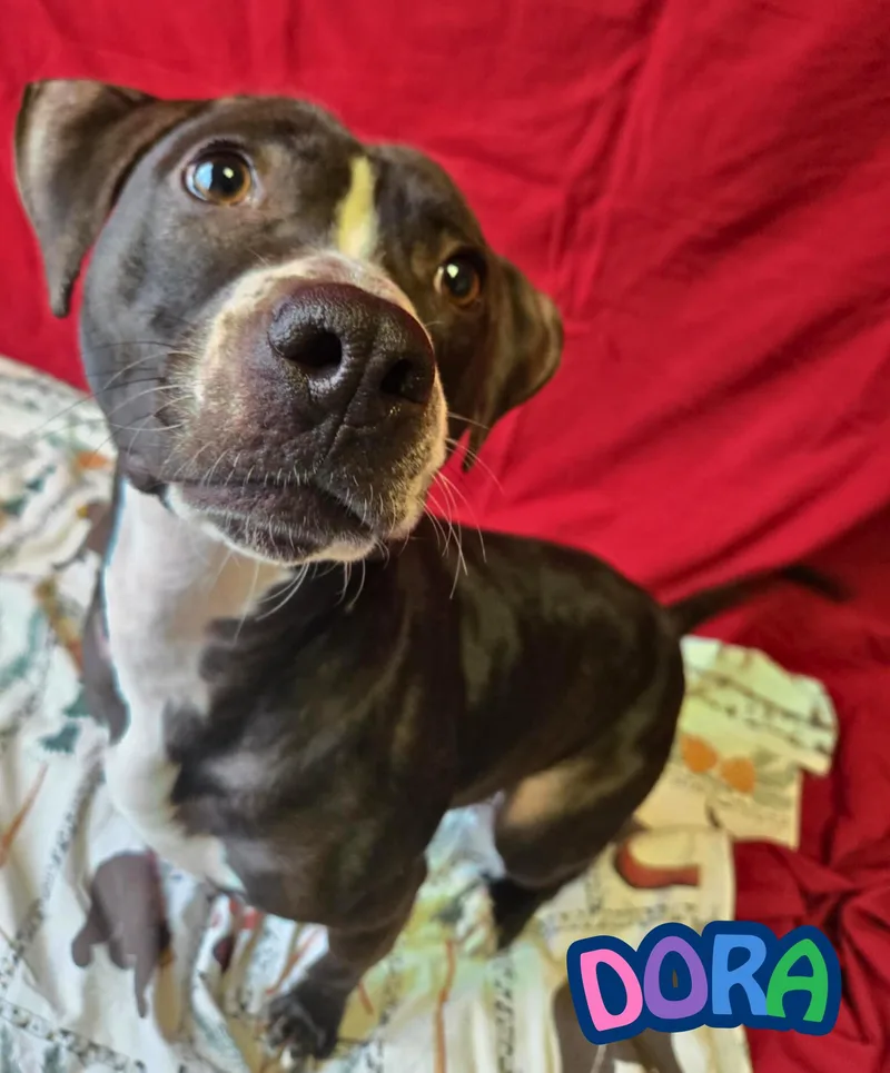 An adult medium-sized female Brown / Chocolate Beagle dog named Dora for adoption in Valparaiso, IN