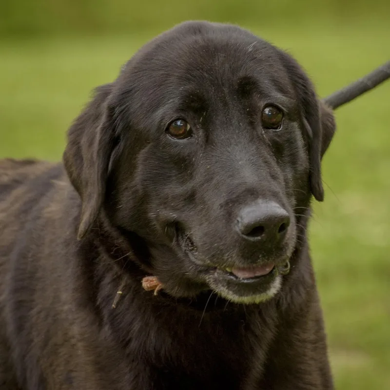 An adult large-sized female Brown / Chocolate Labrador Retriever dog named Purebred Lab Retrievers for adoption in Lambertville, NJ