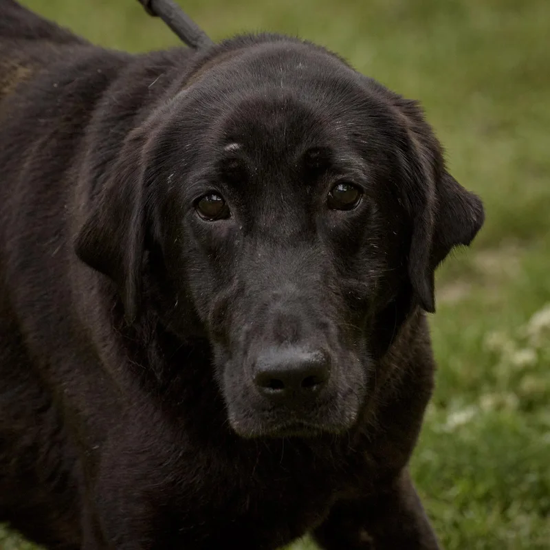 Purebred Lab Retrievers thumbnail 2