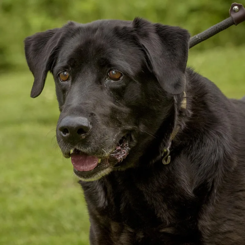 Purebred Lab Retrievers thumbnail 3