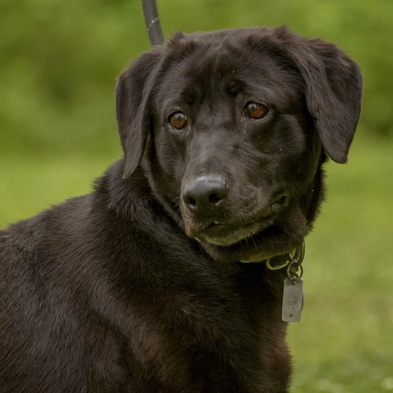 Purebred Lab Retrievers thumbnail 4