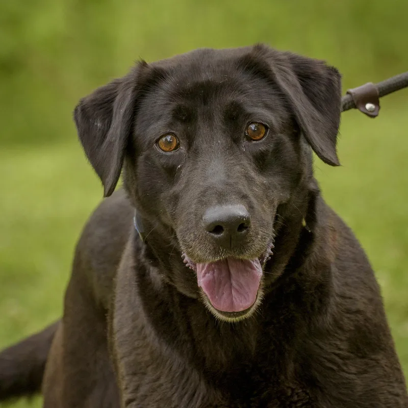 Purebred Lab Retrievers thumbnail 5