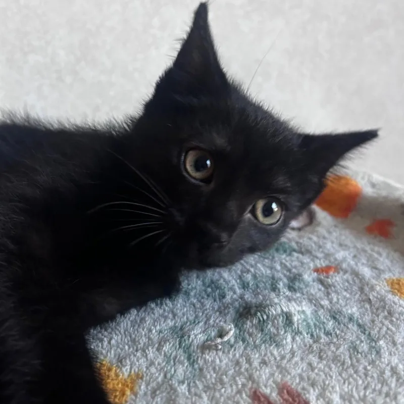 A baby small-sized male Black Domestic Short Hair cat named Binx for adoption in Belleville, IL