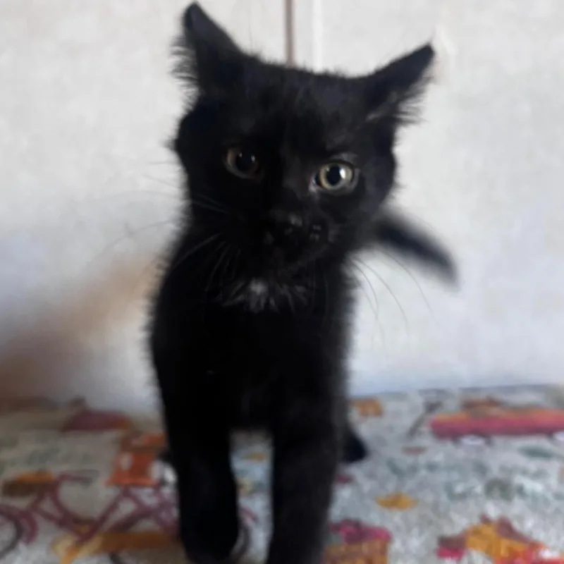 Binx thumbnail 2