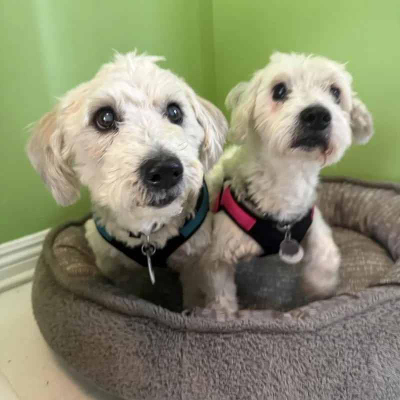A senior medium-sized male Brown / Chocolate Jack Russell Terrier dog named Brando for adoption in Ramona, CA