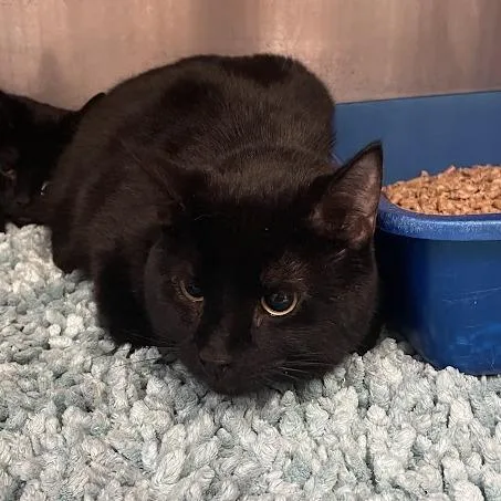 An adult large-sized male Domestic Short Hair cat named Pochita for adoption in Port Charlotte, FL