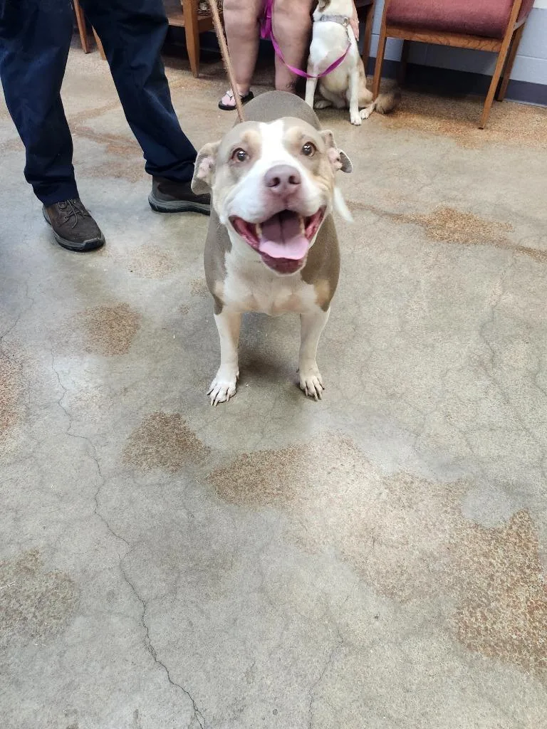 A young large-sized female Pit Bull Terrier dog named Peaches for adoption in Brownwood, TX
