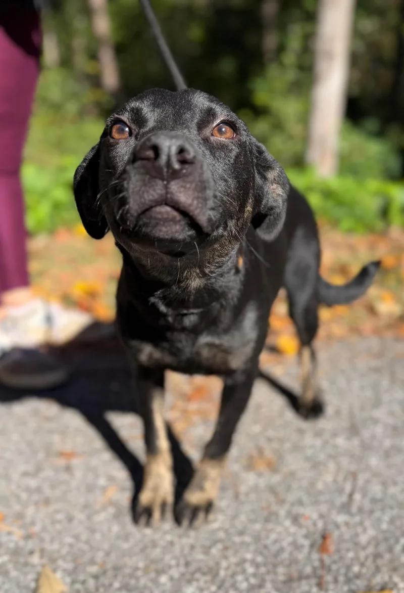 A baby medium-sized female Black Labrador Retriever dog named Priya for adoption in Cedarburg, WI