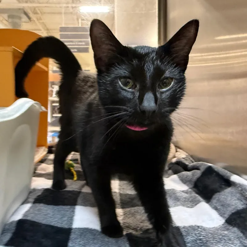 A baby medium-sized female Black Domestic Short Hair cat named Shiny for adoption in Saint Louis, MO