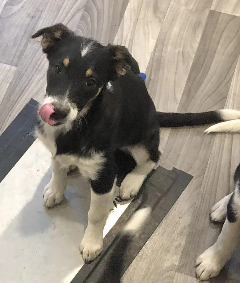 A baby medium-sized female Border Collie dog named Sophie for adoption in Winter Park, CO