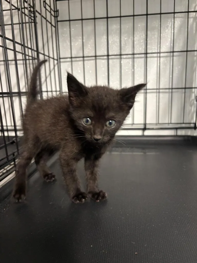 A baby small-sized male Domestic Short Hair cat named Diablo for adoption in Metter, GA