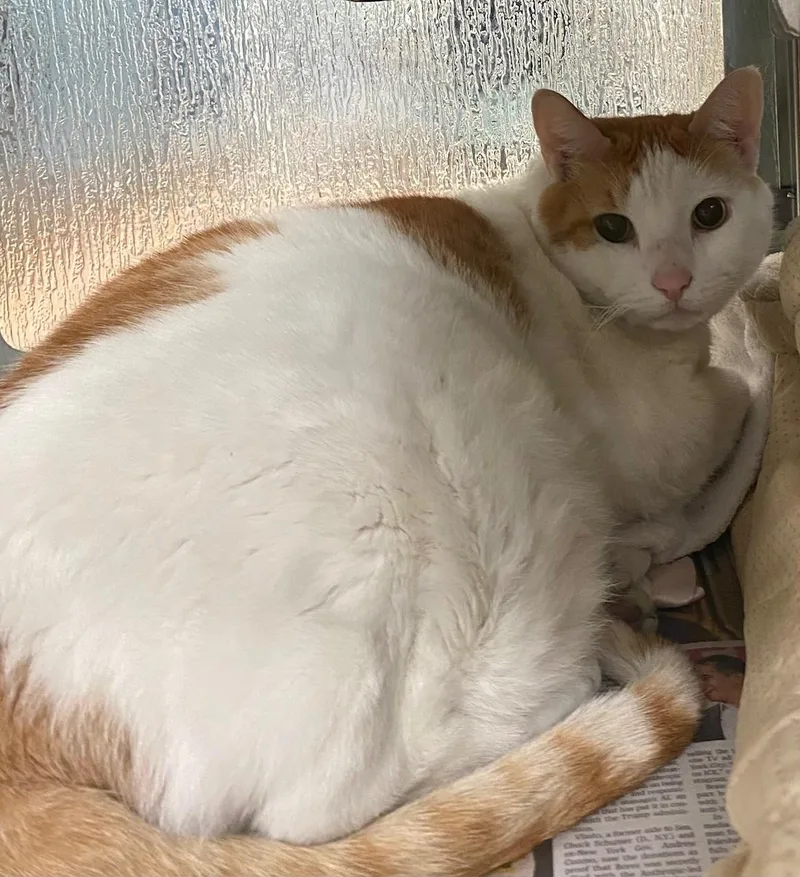 An adult medium-sized male Domestic Short Hair cat named Howlbert A for adoption in Plano, TX