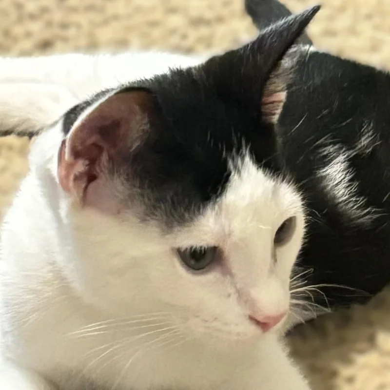 A baby medium-sized male White Domestic Short Hair cat named Moxy for adoption in Liverpool, TX