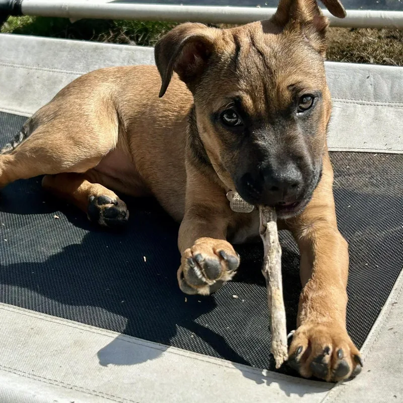 A baby medium-sized female Brown / Chocolate Bulldog dog named Sonny for adoption in Grafton, OH