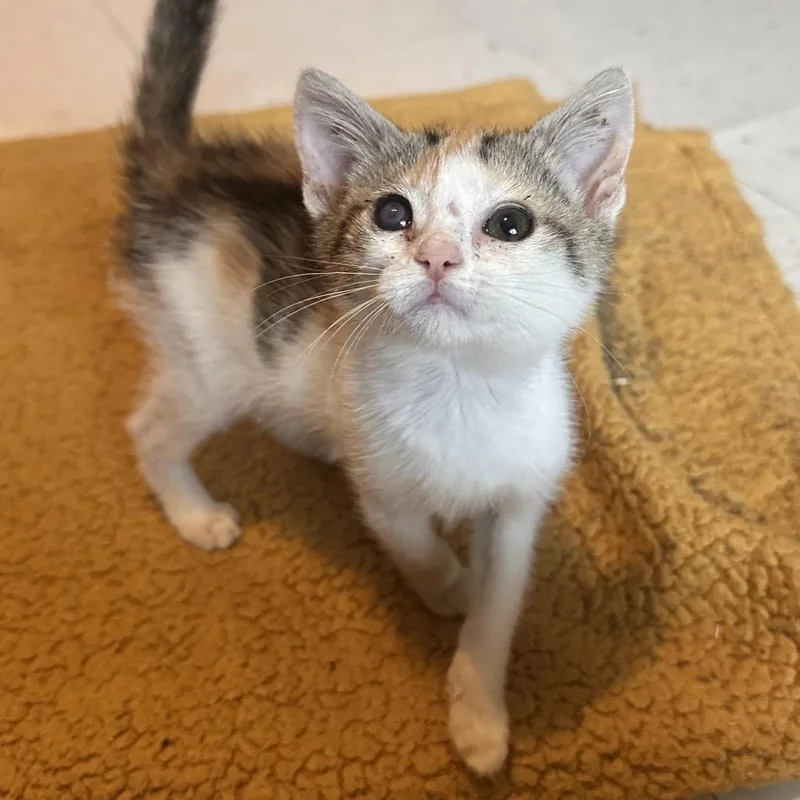 A baby small-sized female Calico Domestic Short Hair cat named Avatar for adoption in Rocky Mount, VA