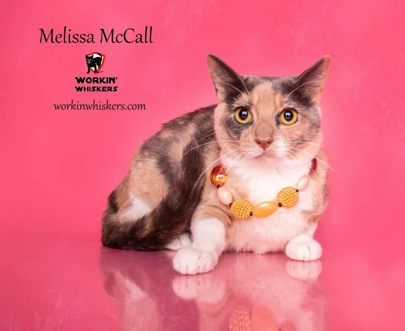 A young medium-sized female Dilute Calico cat named Melissa Mccall for adoption in HEMET, CA