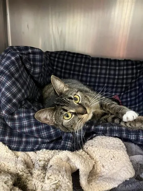 A young medium-sized female Domestic Short Hair cat named Miss for adoption in Brewster, MA