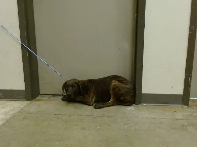 A baby medium-sized male Pit Bull Terrier dog named Tarzan for adoption in Ontario, CA