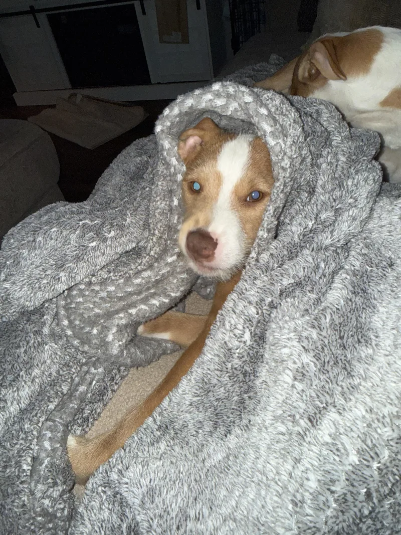 A baby medium-sized male Golden Pit Bull Terrier dog named Thomas for adoption in Oceanport, NJ