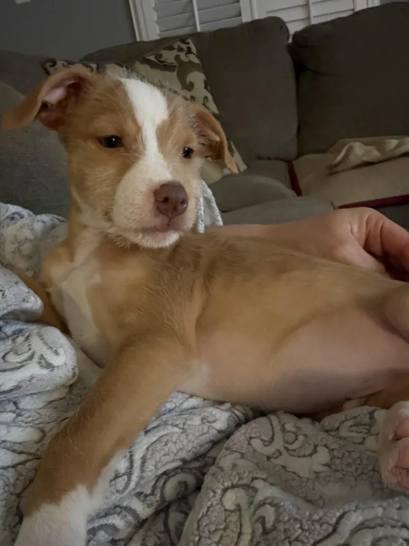 Thomas thumbnail 4