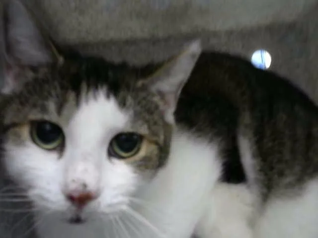 An adult medium-sized female Domestic Short Hair cat named Vengie for adoption in Albuquerque, NM