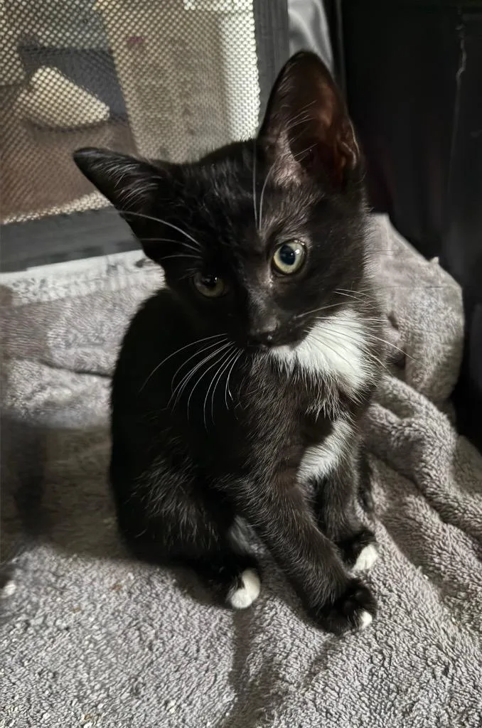 A baby small-sized male Domestic Medium Hair cat named Twix for adoption in San Antonio, TX