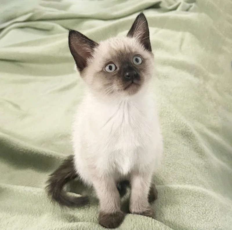 A baby medium-sized female Siamese cat named Toast for adoption in Alameda, CA