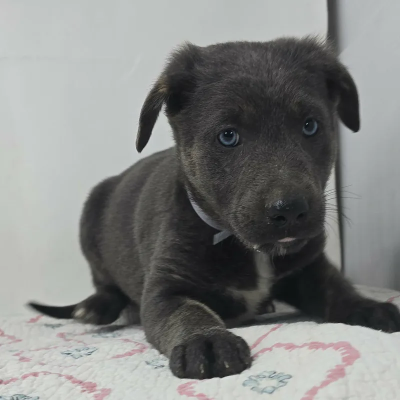 Banner Of Speed thumbnail 2