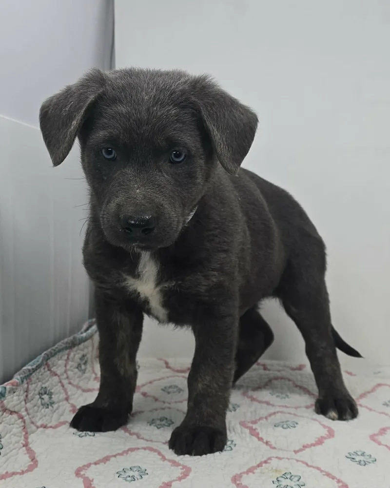 Banner Of Speed thumbnail 3