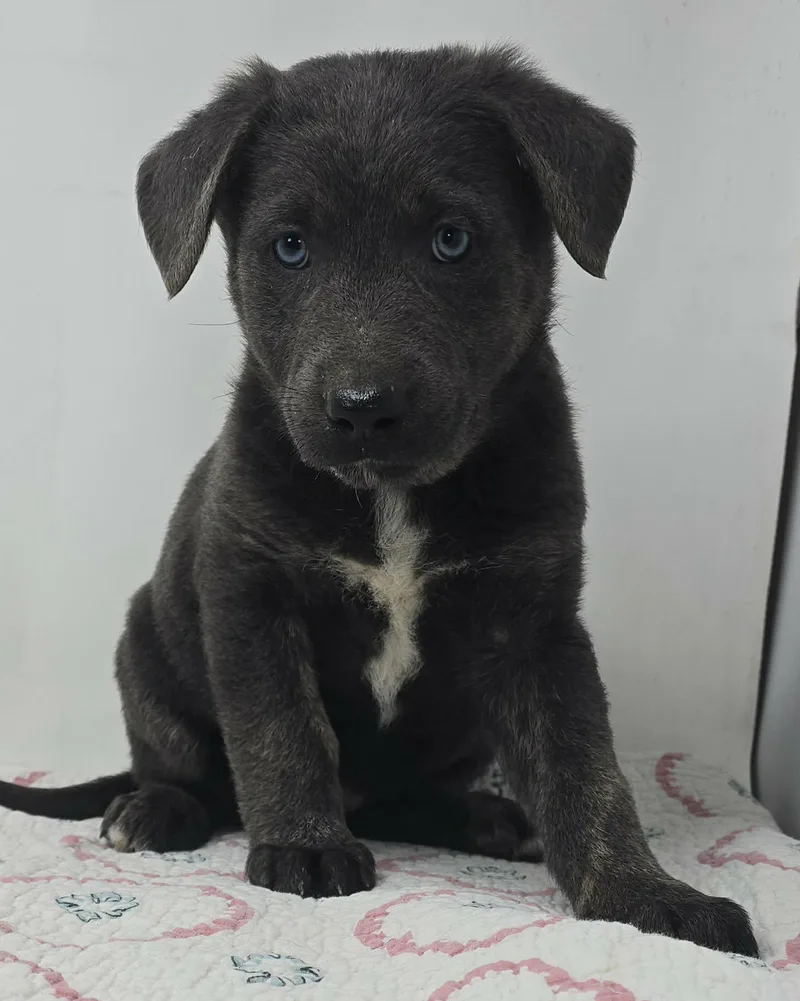 Banner Of Speed thumbnail 4