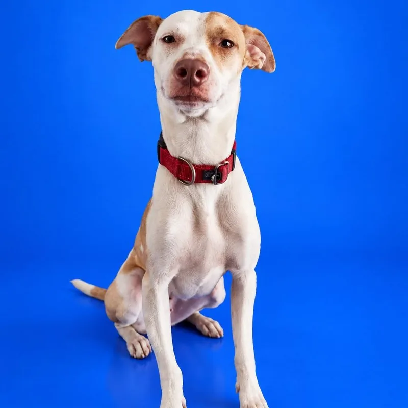 A young medium-sized female Jack Russell Terrier dog named Karely for adoption in San Diego, CA