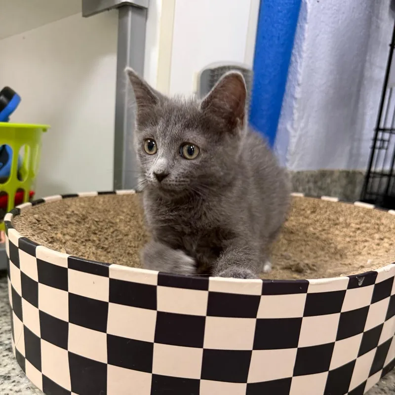 A baby small-sized female Gray / Blue / Silver Domestic Short Hair cat named Whistler for adoption in Falls Church, VA