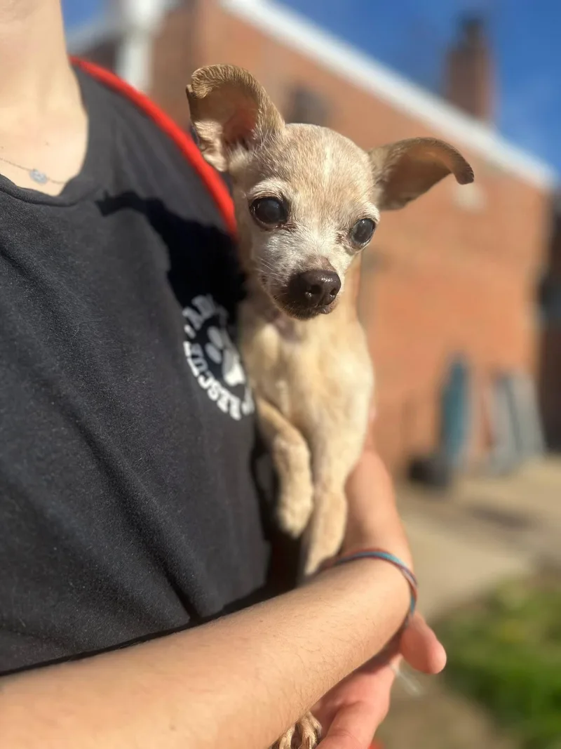 A senior small-sized female Apricot / Beige Chihuahua dog named Chicca for adoption in Myerstown, PA