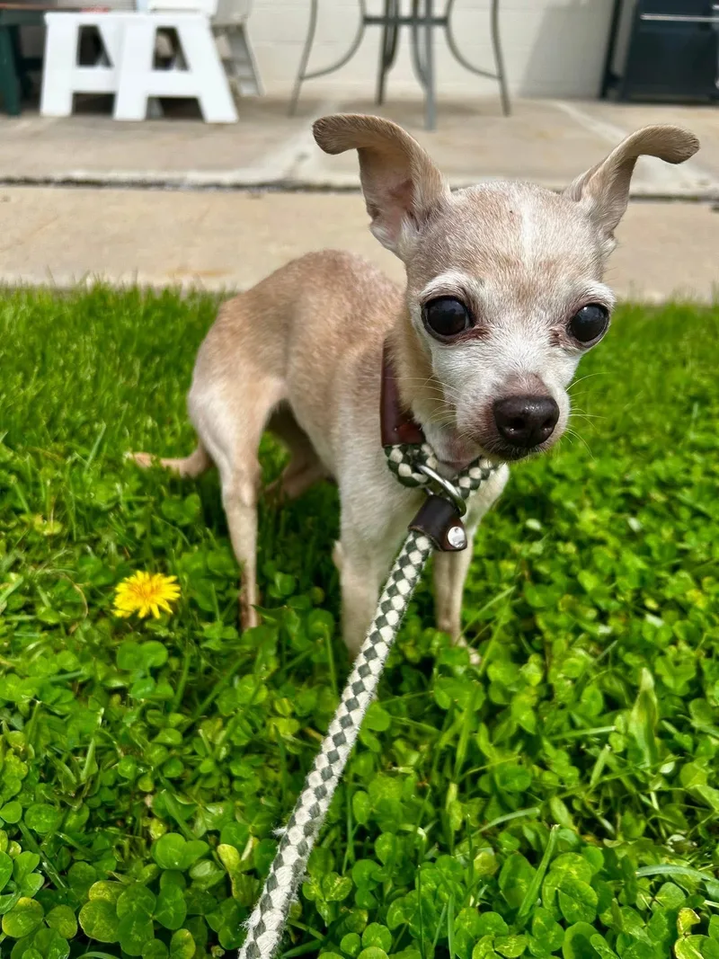 Chicca thumbnail 3